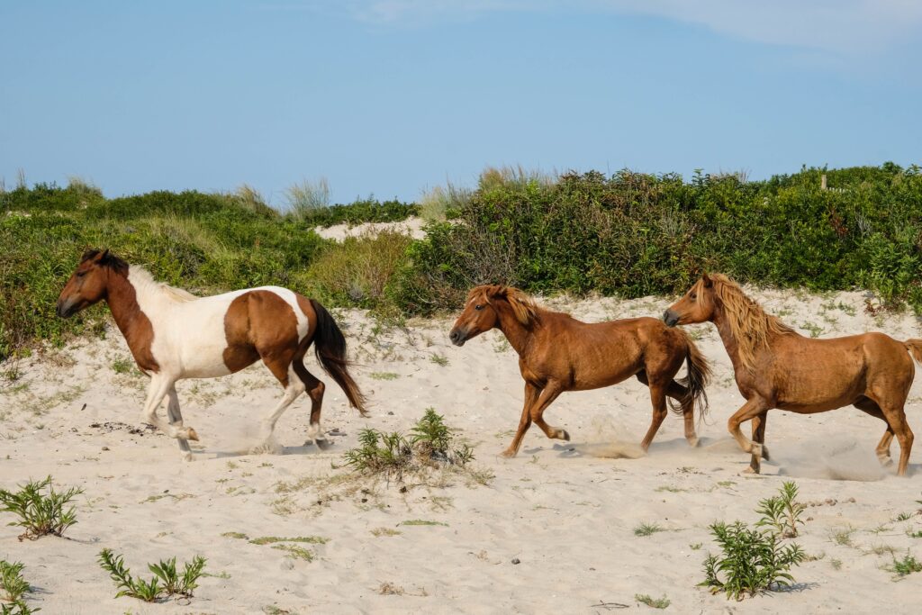 wild ponies on Assateague Island