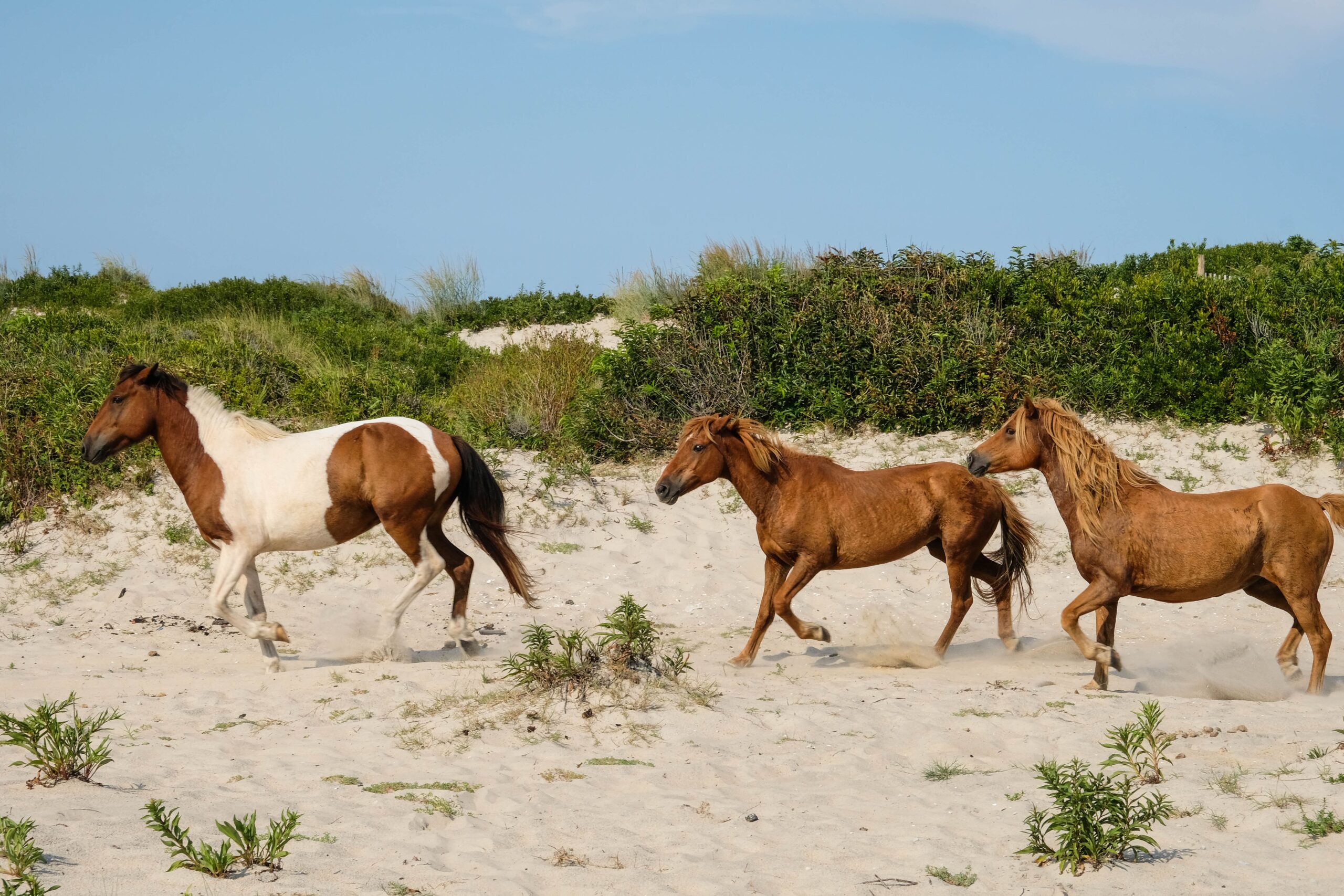 wild ponies on Assateague Island