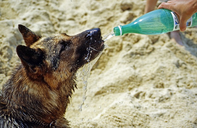 How to keep pets cool in the summer