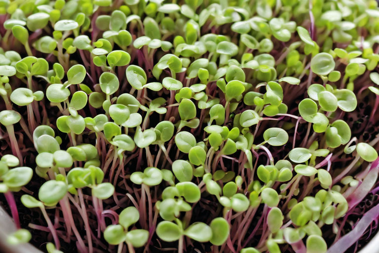 Welcome to the World of Microgreens